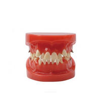 TM-B1 Orthodontic Model with 24PCS Teeth